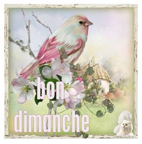 Bon dimanche  (oiseau)